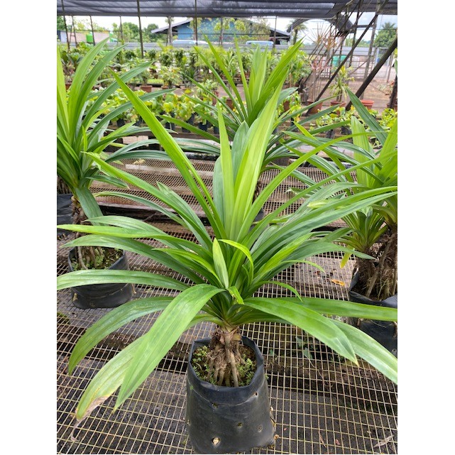 Pandanus amaryllifolius (Pandan)