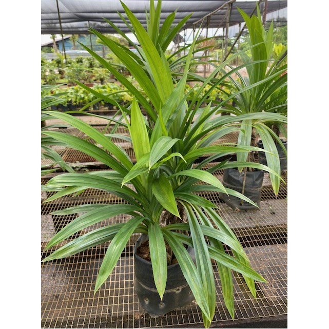 Pandanus amaryllifolius (Pandan)