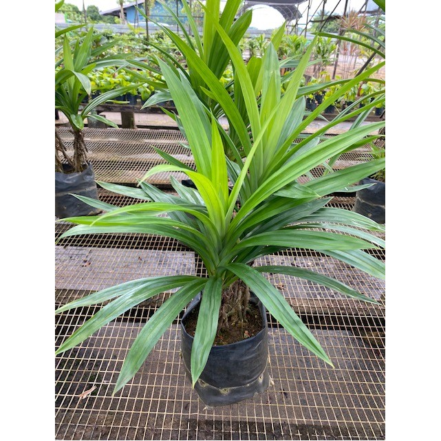 Pandanus amaryllifolius (Pandan)