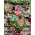 Caladium bicolor (Heart of Jesus / Angel Wings)