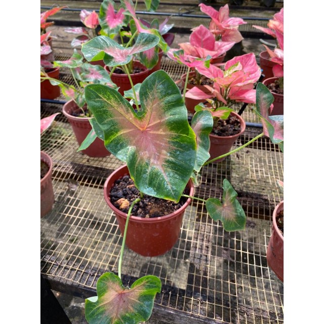Caladium bicolor (Heart of Jesus / Angel Wings)