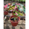 Caladium bicolor (Heart of Jesus / Angel Wings)