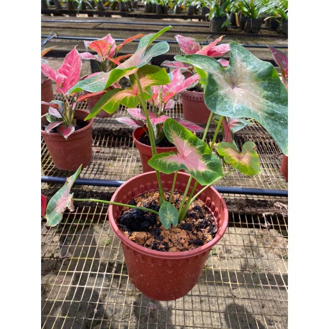 Caladium bicolor (Heart of Jesus / Angel Wings)