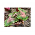 Caladium bicolor (Heart of Jesus / Angel Wings)