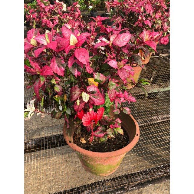 Hibiscus tricolor