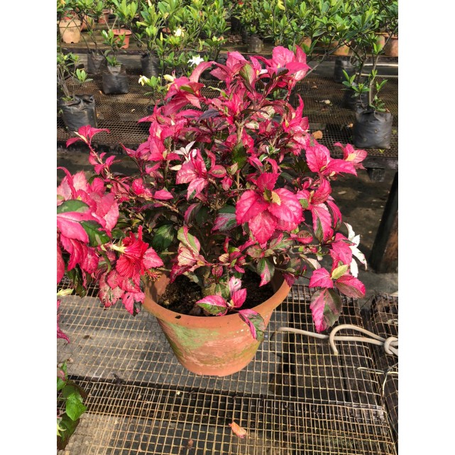 Hibiscus tricolor