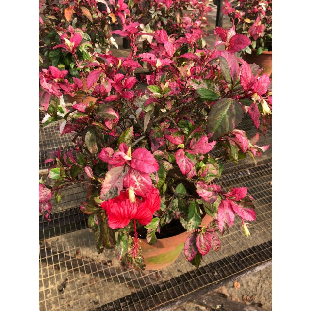 Hibiscus tricolor