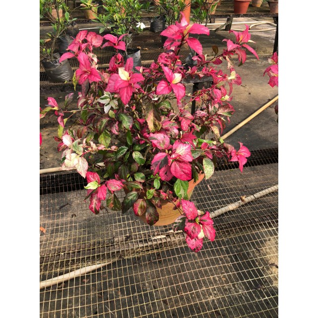 Hibiscus tricolor